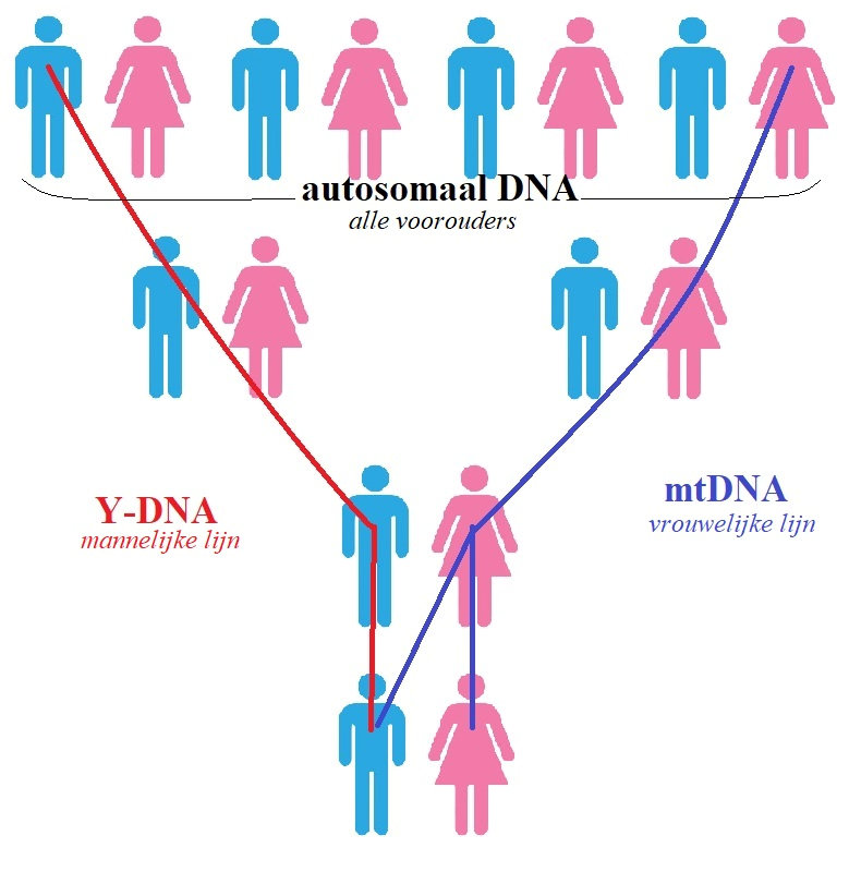 Genealogie en DNA-onderzoek