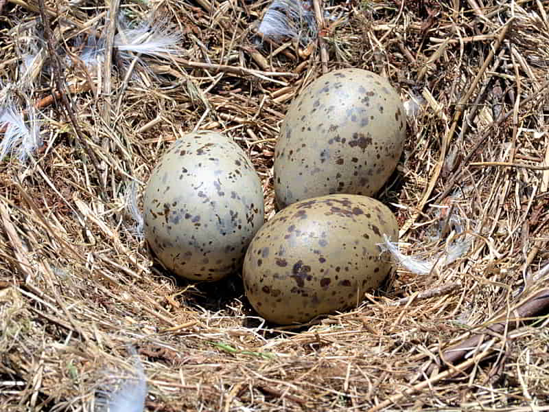 Wat is een koekoekskind en hoeveel procent is het?