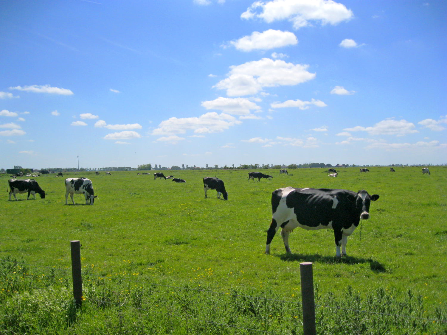 TV-serie "Het Vuur van de Friezen"